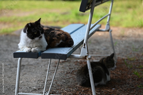 ベンチに座る猫とベンチの下で座る猫