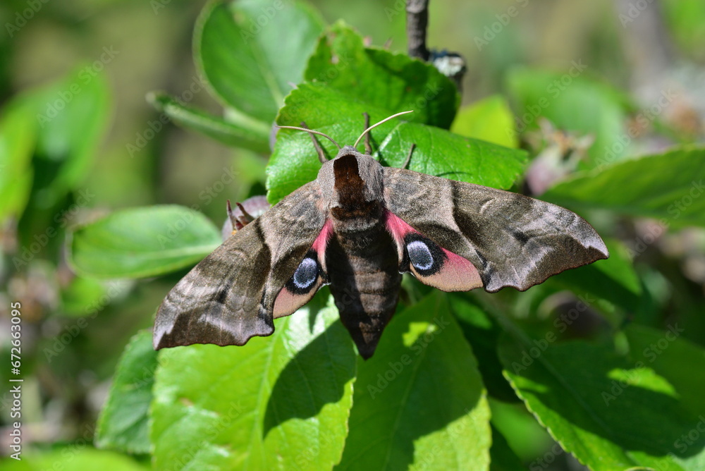Eyed Hawk Moth (Smerinthus ocellata), newly emerged from pupa and showing warning eye pattern 