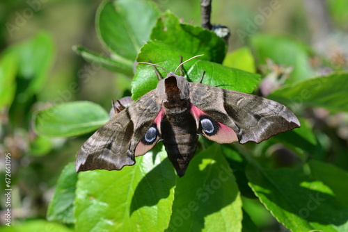 Eyed Hawk Moth (Smerinthus ocellata), newly emerged from pupa and showing warning eye pattern 