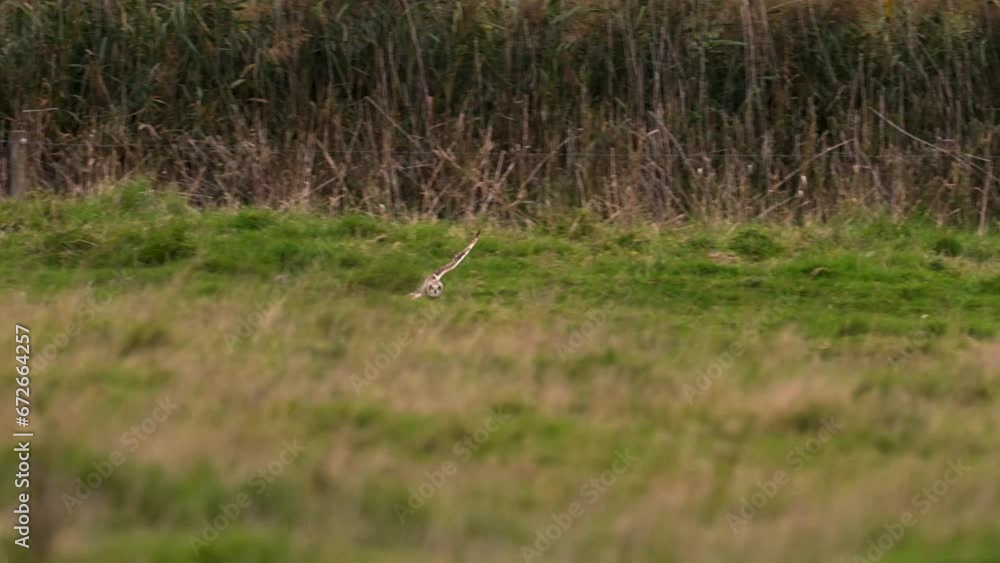 Short-eared owl in flight Short-eared owl in flight