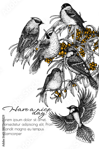 Vector illustration of 6 birds on a sea buckthorn branch. Waxwing, robin, bullfinch and blue jay in engraving style