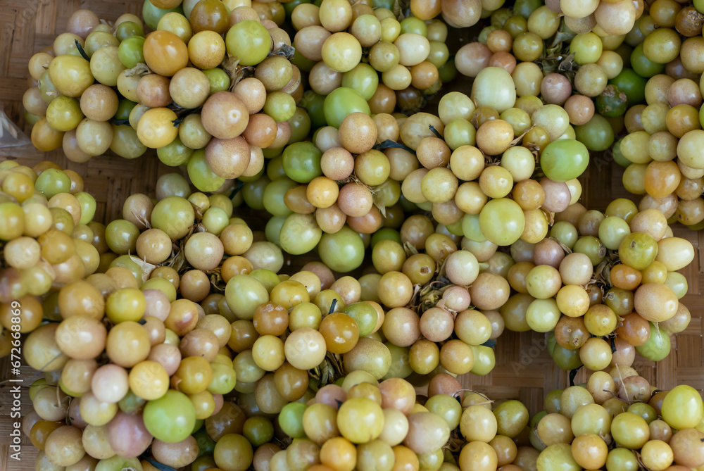 Ciplukan, Physalis angulata fruit or golden berry, Groundcherry, natural background Ciplukan, Physalis angulata fruit or golden berry, Groundcherry, natural background