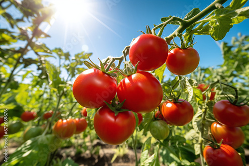 Sun Kissed Tomato Bounty