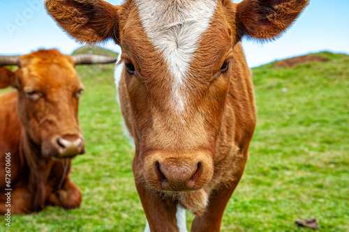 Close-up of a cow head © Nikokvfrmoto