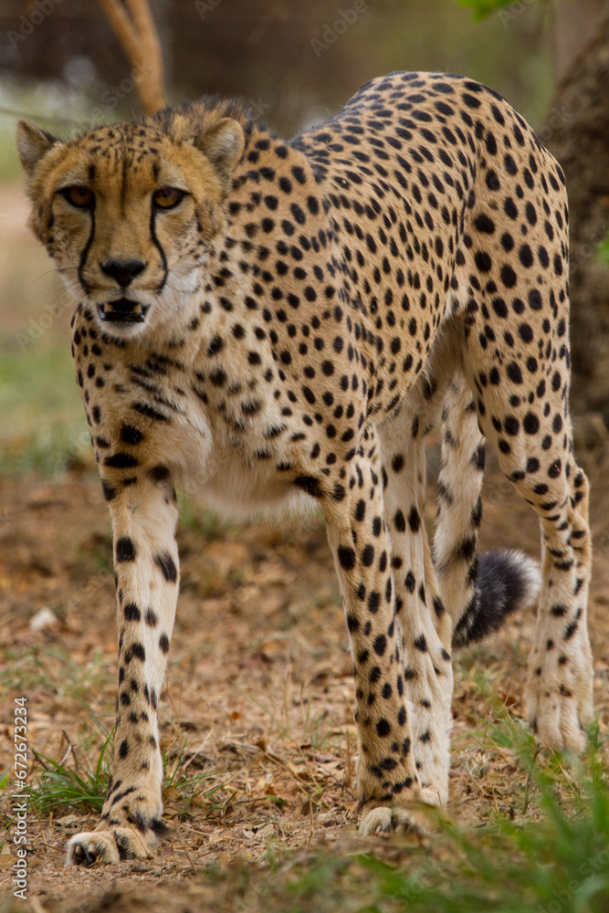 Cheetah of Africa Cheetah of Africa