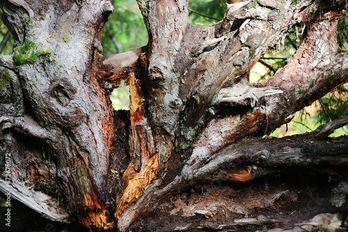 Large tree roots, huge rough tree rhizome background