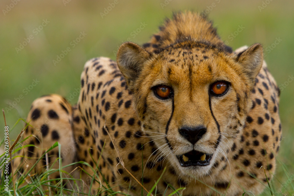 Cheetahs of Africa