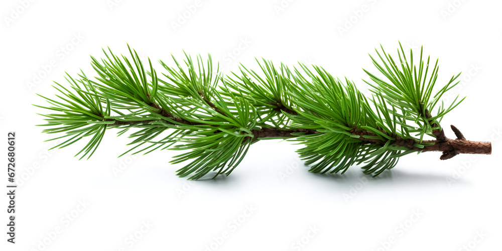 Watercolor illustration of a green pine tree branch isolated on white background  - obrazy, fototapety, plakaty 