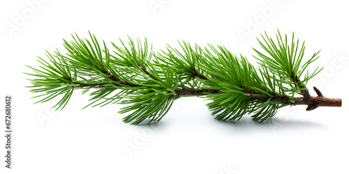 Watercolor illustration of a green pine tree branch isolated on white background  photo