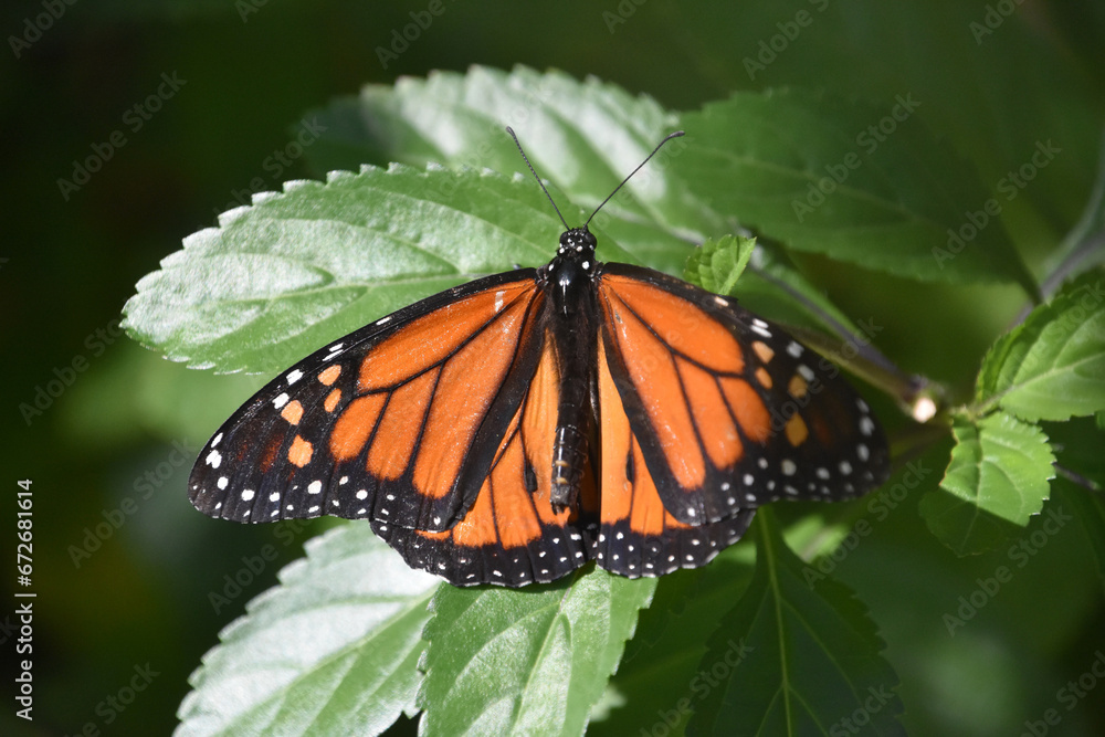 Fototapeta premium Wings Open on a Monarch Butterfly