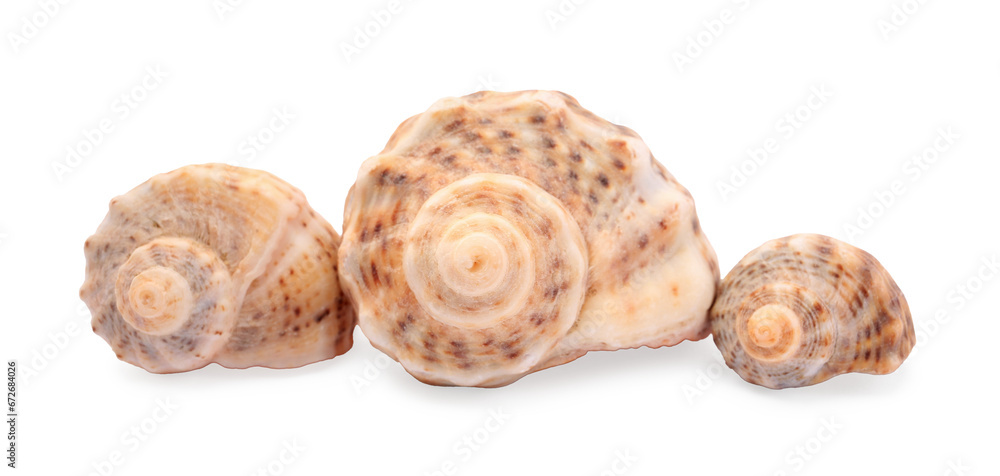 Beautiful seashells isolated on white. Beach objects Beautiful seashells isolated on white. Beach objects