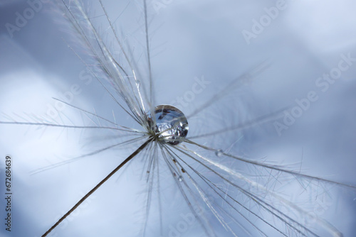 Seeds of dandelion flower with water drops on blurred background, macro photo