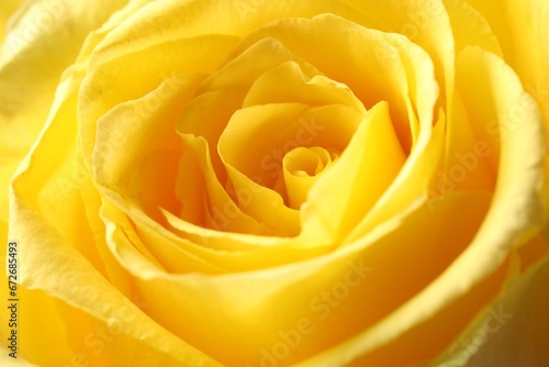 Beautiful rose with yellow petals as background  macro view