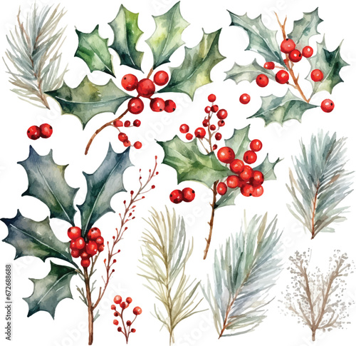 watercolor christmas holly berries wirh pine leaves   red holly with green leaves