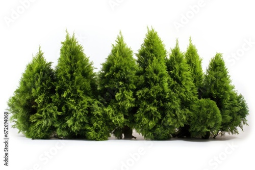 Billede på lærred Green, decorative and beautiful landscape design of evergreen shrubs on a white background