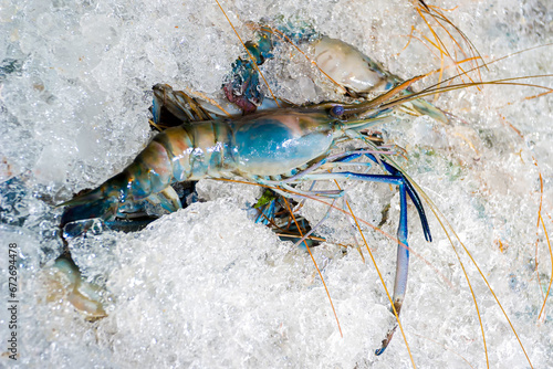 Portrait of a large white-blue lobster shrimps on a pile of ice.