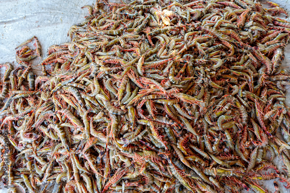 Stacked Fresh Tiger Prawns also known as Bagda Prawns in Asia. Close Up views of red tiger shrimps.