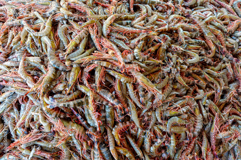 Stacked Fresh Tiger Prawns also known as Bagda Prawns in Asia. Close Up views of red tiger shrimps.