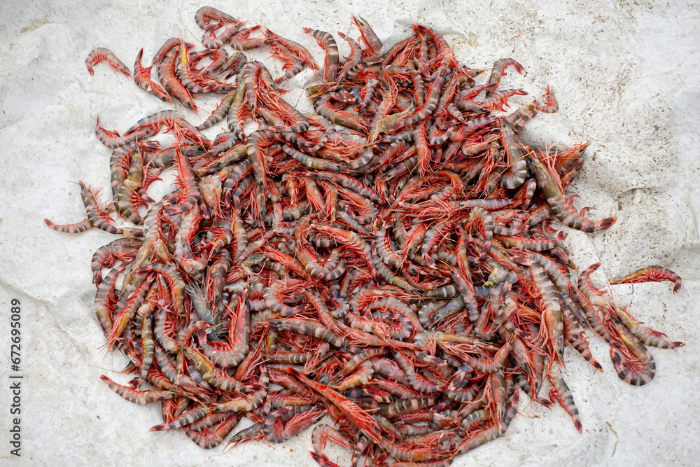 Fototapeta premium Stacked fresh tiger prawns are also known as bagda prawns in Asia. Close up view of red tiger shrimps in bamboo basket.