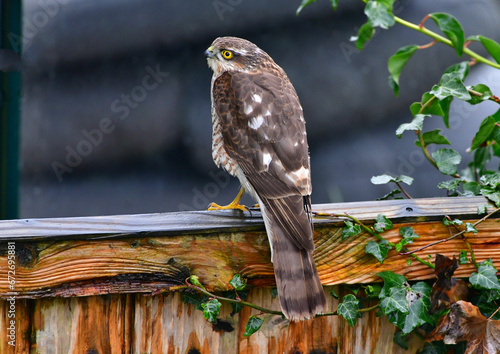 Young male sparrowhawk perching on a garden fence photo