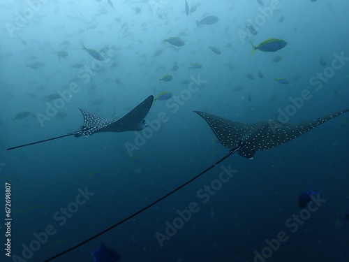 eagle ray portrait photographed underwater from the back