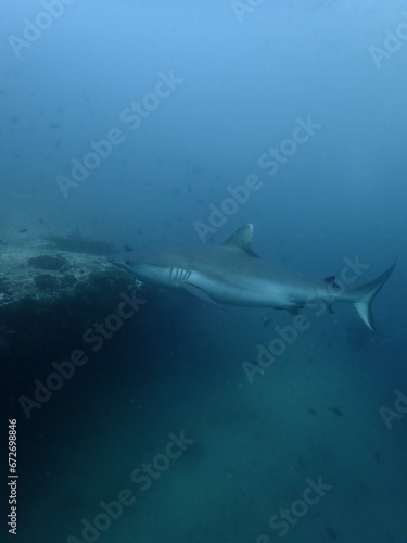 black tip reef sharks in the maldives, portrait, underwater photography, ocean © Soaps