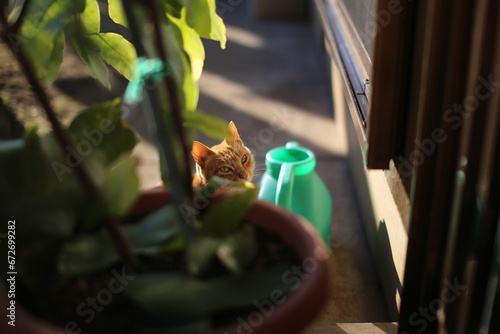 植木鉢越しの猫