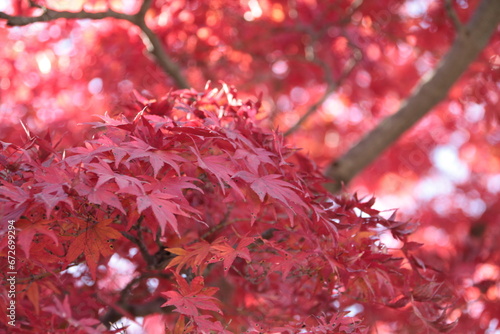 高尾山の紅葉シーズン_01