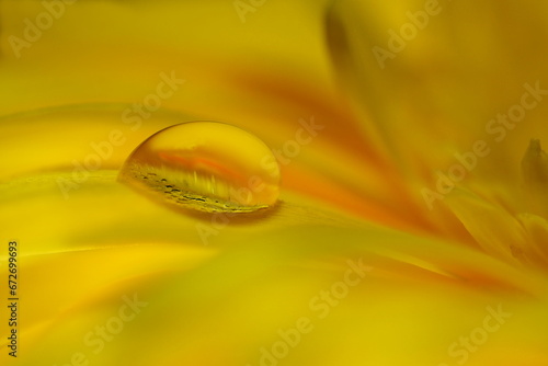 Wassertropfen auf gelber Blüte