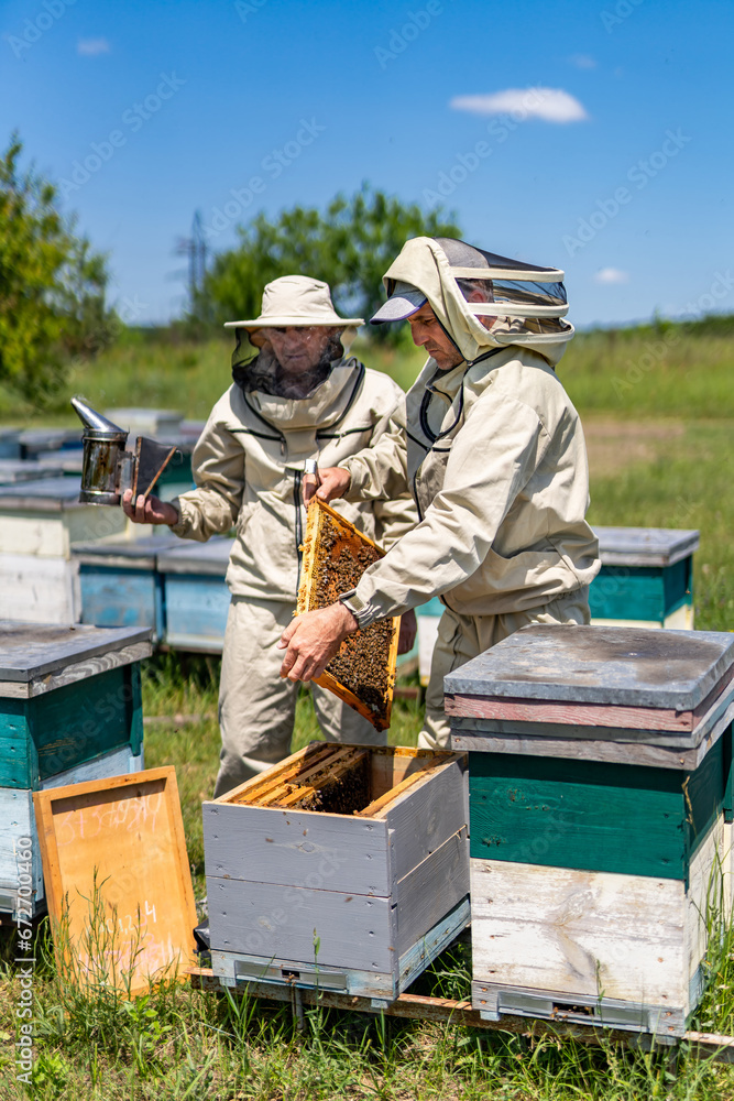 Inspecting Beehives in a Field: A Close-Up Look at Beekeepers in Action. Two men in bee suits inspecting beehives in a field Inspecting Beehives in a Field: A Close-Up Look at Beekeepers in Action. Two men in bee suits inspecting beehives in a field