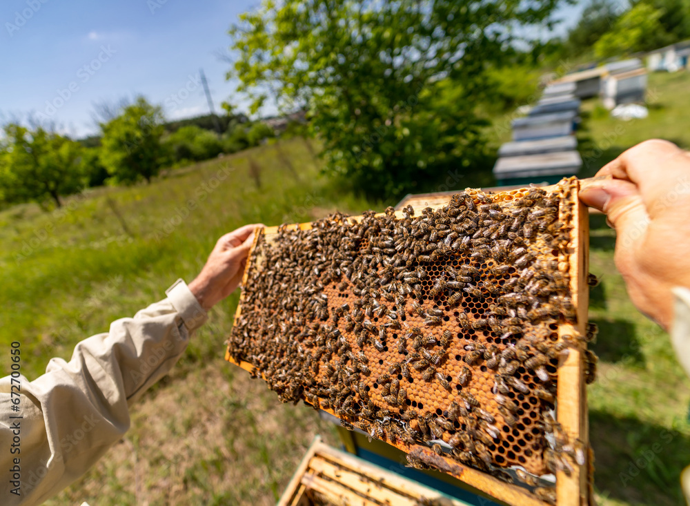 A Brave Man Embracing the Buzzing Beauty of Nature. A man holding a beehive full of bees A Brave Man Embracing the Buzzing Beauty of Nature. A man holding a beehive full of bees