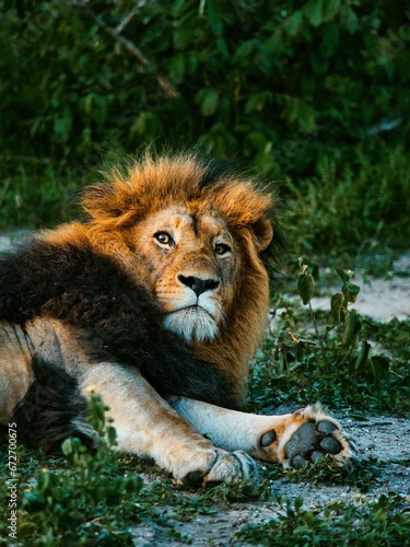 Fototapeta Naklejka Na Ścianę i Meble -  Safari Lion