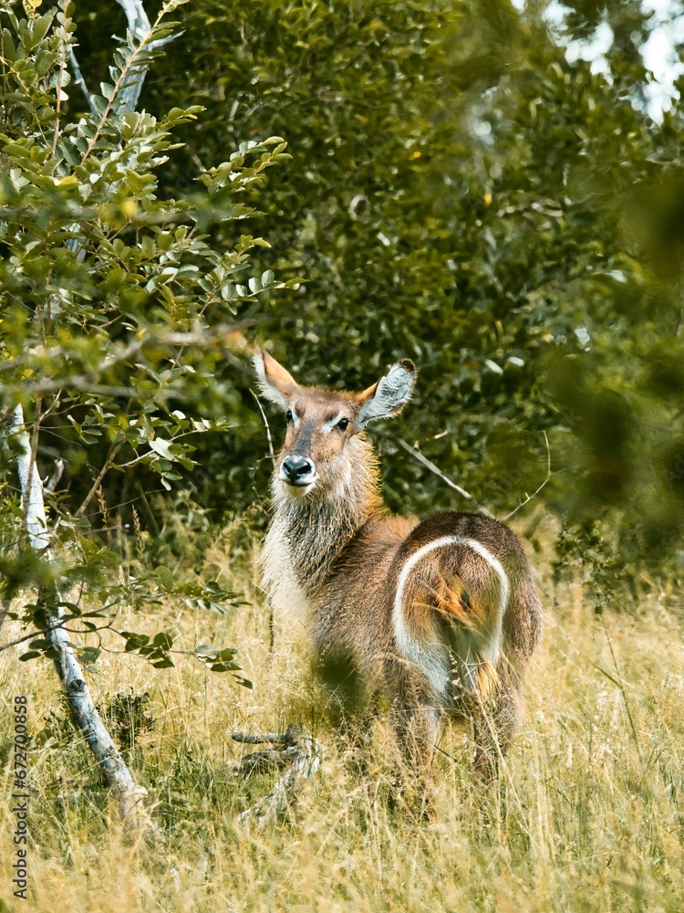 Water Buck Water Buck
