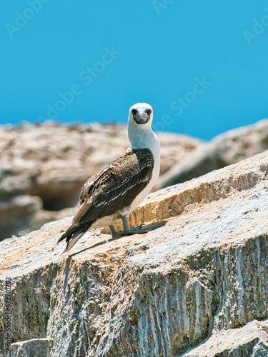 bird on the rock