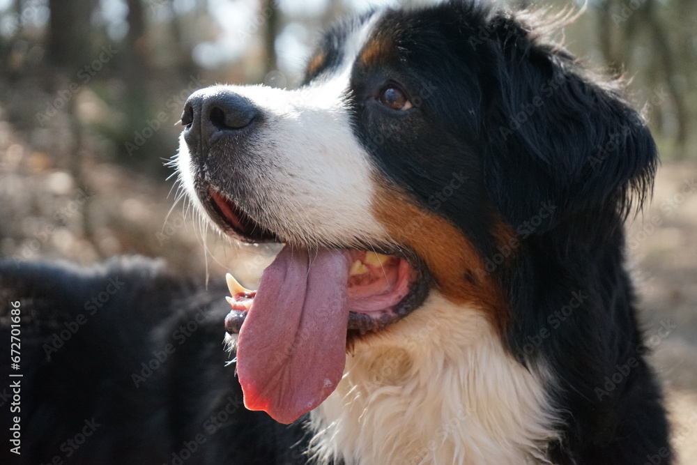 bernese mountain dog portrait with selective focus and its tongue out bernese mountain dog portrait with selective focus and its tongue out