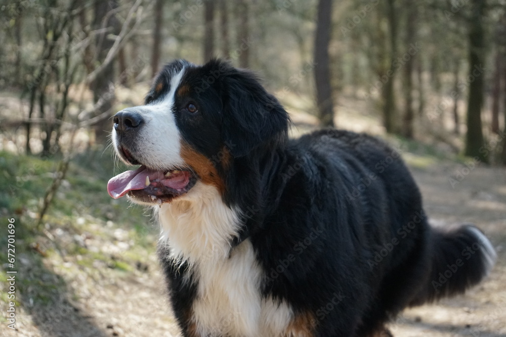 bernese mountain dog portrait with selective focus and its tongue out