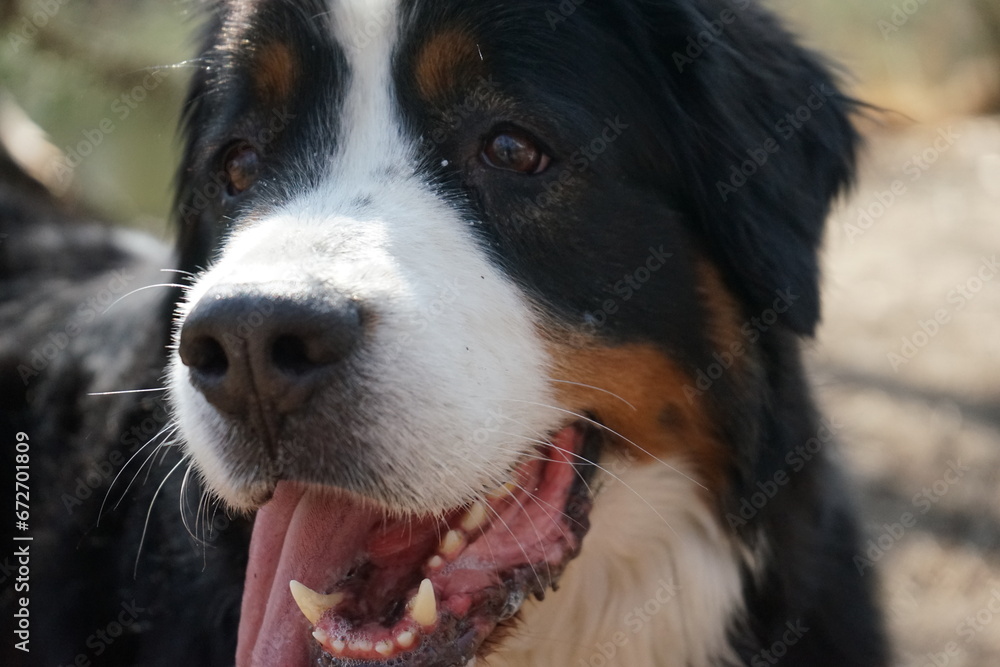 bernese mountain dog portrait with selective focus and its tongue out bernese mountain dog portrait with selective focus and its tongue out