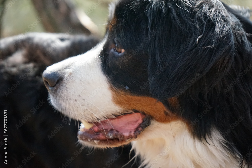 bernese mountain dog portrait with selective focus and its tongue out