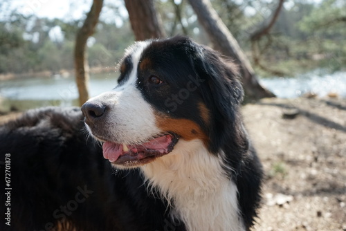 bernese mountain dog portrait with selective focus and its tongue out