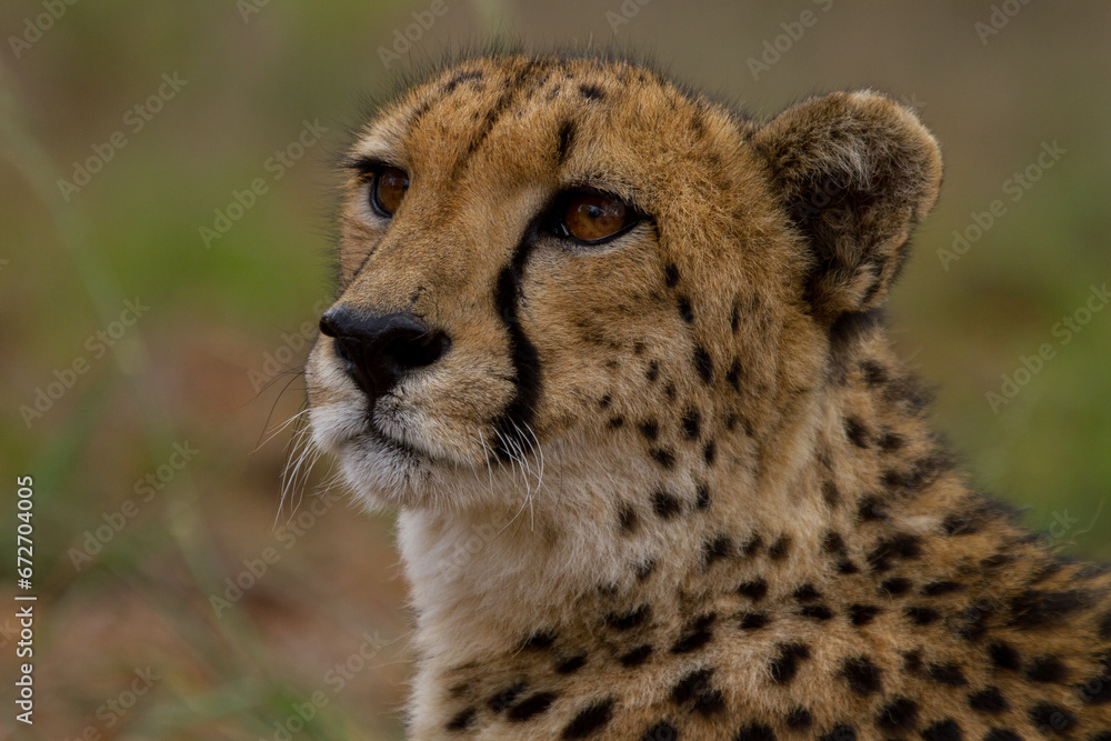 Cheetahs of Africa Cheetahs of Africa