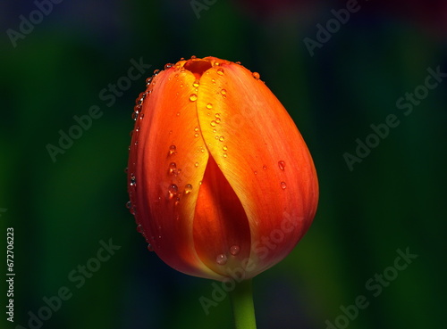 Orange-gelbe Tulpe mit Wassertropfen