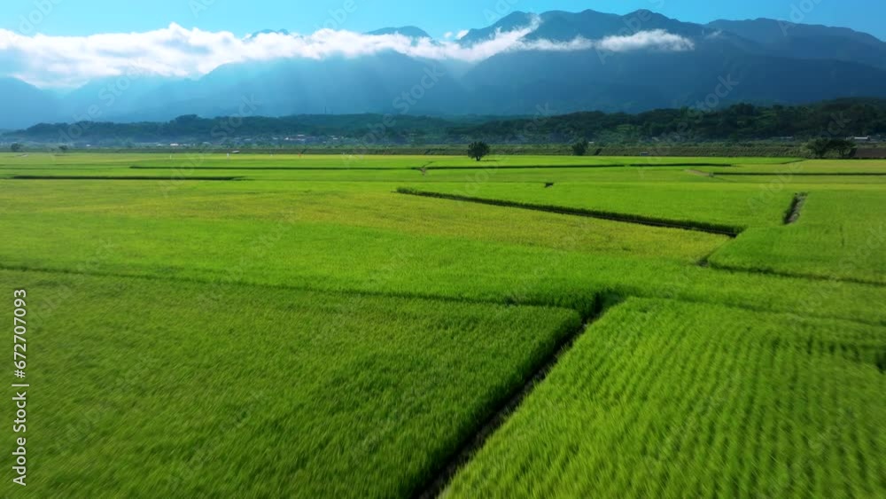 Aerial view rice fields in harvesting season at morning Aerial view rice fields in harvesting season at morning