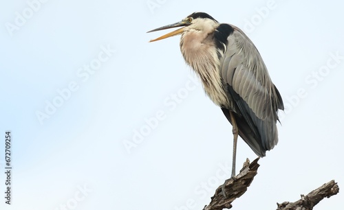 a heron is perched on a dead branch, with its beak opened