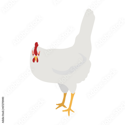White Leghorn Chicken