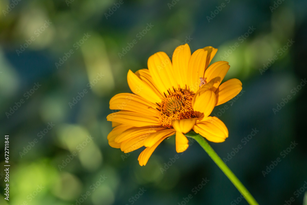 Blooming false sunflower on a green background on a summer sunny day macro photography. Garden rough oxeye flower with yellow petals in summertime, close-up photo. Orange heliopsis floral background. Blooming false sunflower on a green background on a summer sunny day macro photography. Garden rough oxeye flower with yellow petals in summertime, close-up photo. Orange heliopsis floral background.