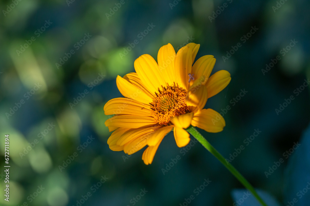 Obraz premium Blooming false sunflower on a green background on a summer sunny day macro photography. Garden rough oxeye flower with yellow petals in summertime, close-up photo. Orange heliopsis floral background.