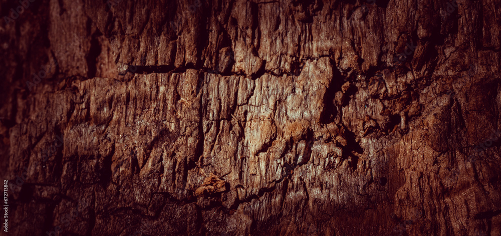 Natural tree bark, background, texture.