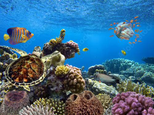 Red sea coral reef landscape with corals