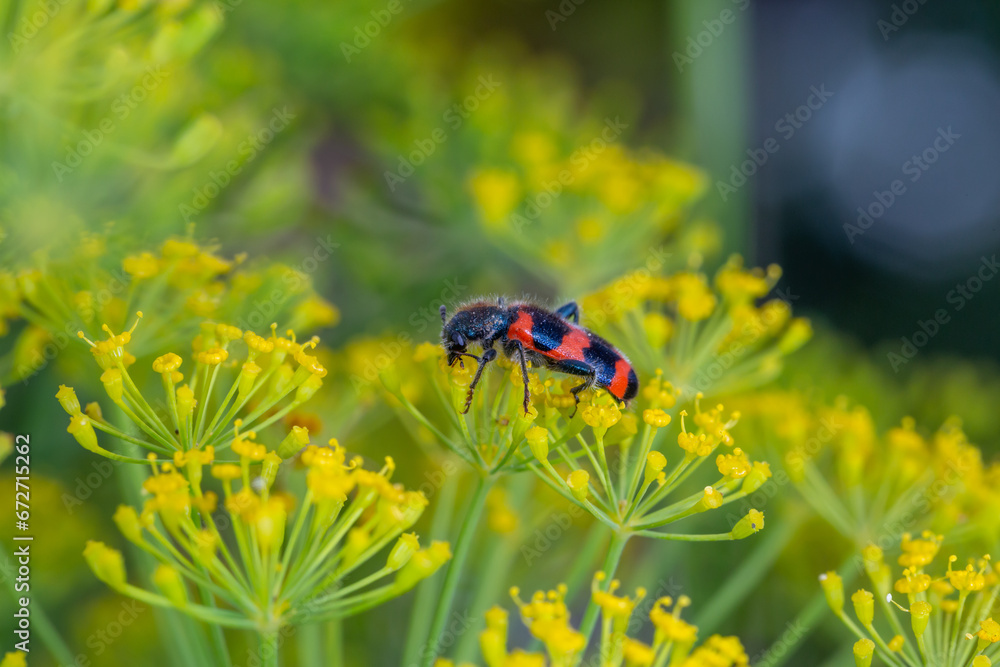 A beetle sits on a green leaf macro photography in the summer. A Trichodes apiarius bug sits on a thin leaf of a plant. Wildlife landscape with black and orange insect close-up on a green background. A beetle sits on a green leaf macro photography in the summer. A Trichodes apiarius bug sits on a thin leaf of a plant. Wildlife landscape with black and orange insect close-up on a green background.