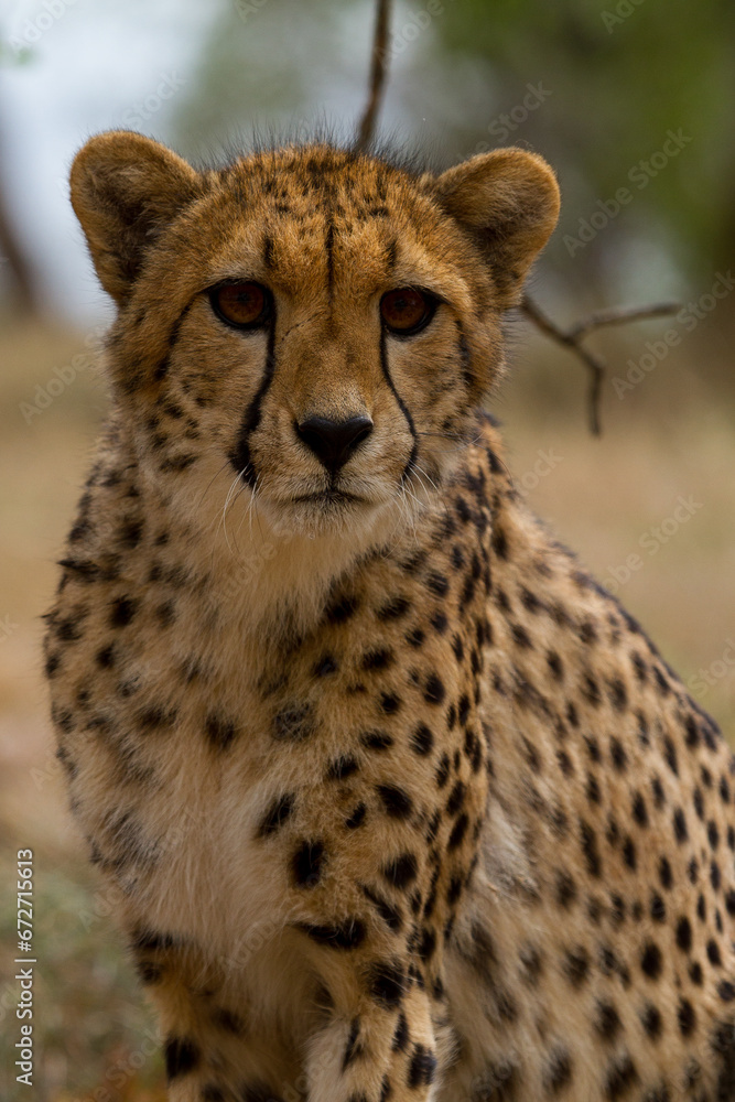Cheetahs of Africa Cheetahs of Africa